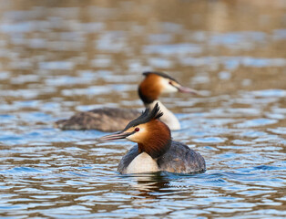 Great crested grebe pair swimming........