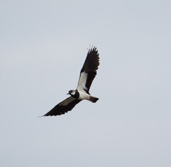 Northern lapwing in flight........