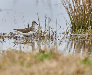 Wood sandpiper wading in water........