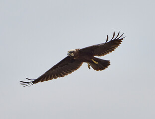 Fototapeta premium Western marsh harrier in flight........