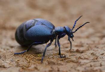 Oil beetle crawling on soil........