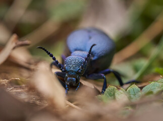 Oil beetle close-up on forest floor........