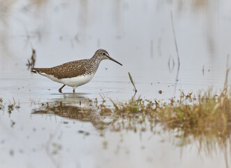 Wood sandpiper wading in water........