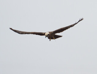 Western marsh harrier in flight........