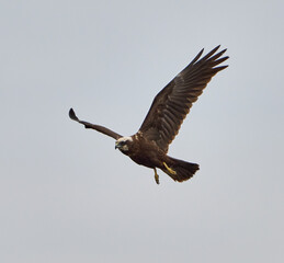 Western marsh harrier in flight........