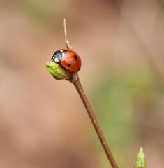 Seven-spot ladybug on budding twig........