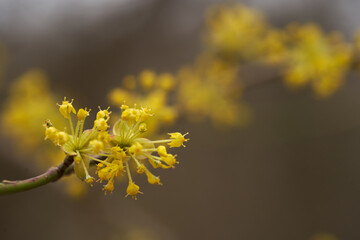 Cornelian cherry tree in bloom........