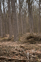 Forest with dry branches and trees........
