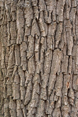 Obraz premium Closeup of rough tree bark texture........