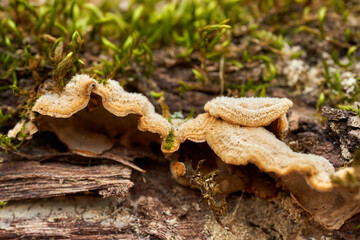 Turkey Tail fungi on decaying tree bark........