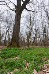 Fototapeta premium Mossy tree roots in a winter forest........