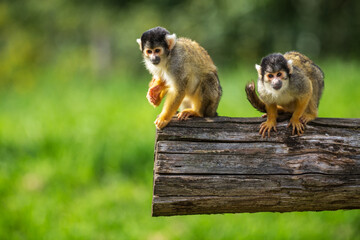 Funny common squirrel monkeys playing on a piece of wood