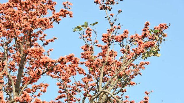 Butea monosperma flowers. It is a  species of&nbsp;Butea&nbsp;native. It is used for timber, resin, fodder, medicine, and dye. Its other names flame of the forest,&nbsp;and&nbsp;bastard teak. Orange Palas flower.