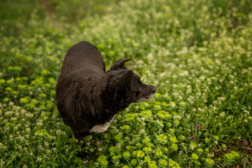 Black dog on a green spring lawn