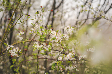 Blossoming cherry tree in spring garden