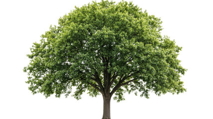 Lush green tree with leaves on transparent background