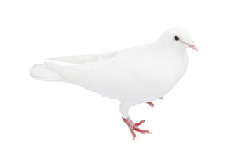 One dove isolated on white. Graceful bird