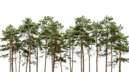 Row of evergreen pine trees isolated on transparent background