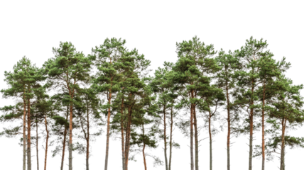 Row of evergreen pine trees isolated on transparent background