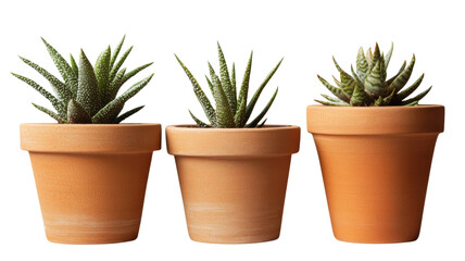 Fototapeta premium Three small potted zebra haworthia fasciata succulents growing in terracotta pots with transparent background