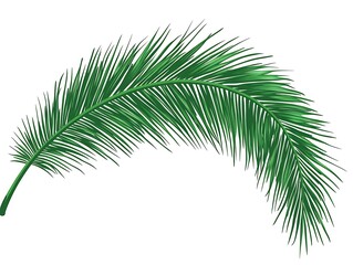 Obraz premium Green curved palm leaf against a bright white background