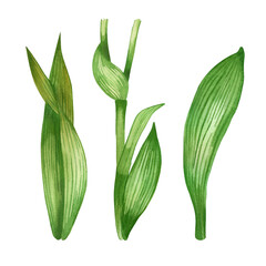 Obraz premium Stems and leaves of green color with dark veins, leaves of flowers, hand-drawn with watercolor. Set of watercolor illustrations. For printing on paper and fabric, for designing postcards, invitations.