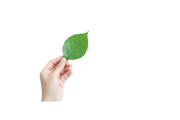 Hand Holding Green Leaf, Eco-friendly, Sustainability, and Nature Concept on Transparent Background