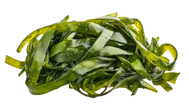 Fresh laminaria seaweed forming a delicious and healthy green pile on transparent background