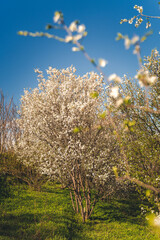 Blossoming white plum tree in spring garden against the blue sky
