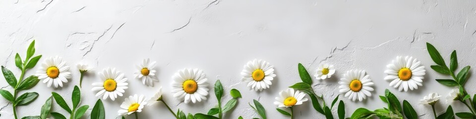 Obraz premium White Daisies With Yellow Center And Green Leaves, Floral Composition On Textured Gray Background