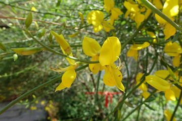 Closeup of yellow flower of Spartium junceum in mid June