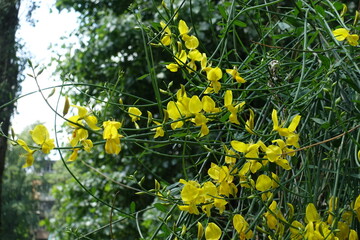Green branches and yellow flowers of Spartium junceum in mid June