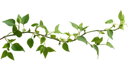 Branch with green leaves growing on transparent background