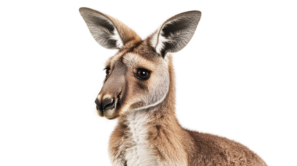 Red kangaroo looking sideways on transparent background