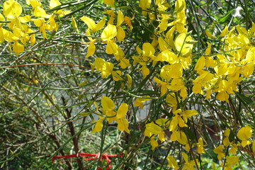 Yellow flowers of Spartium junceum in mid June