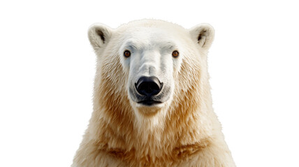Fototapeta premium Polar bear staring with transparent background: majestic wildlife portrait