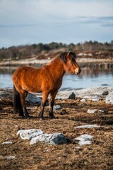 icelandic horse pony on the coastline of Norway very pretty