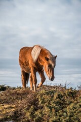 icelandic horse pony on the coastline of Norway very pretty