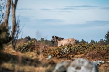 icelandic horse pony on the coastline of Norway very pretty
