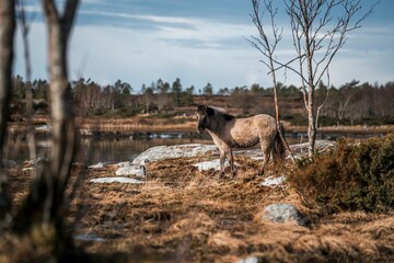 icelandic horse pony on the coastline of Norway very pretty