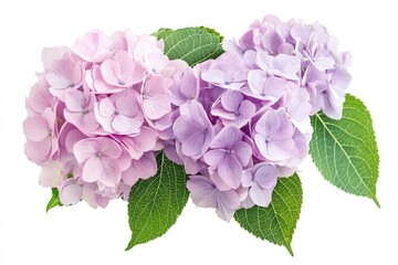 Two clusters of beautiful pink and purple hydrangea flowers