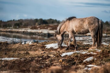 icelandic horse pony on the coastline of Norway very pretty