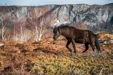 icelandic horse pony on the coastline of Norway very pretty