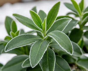 Green plant with icy edges showing signs of winter
