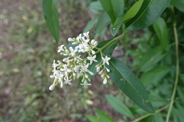 Closeup of panicle of white flowers of Ligustrum vulgare in June