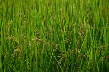 green grass in the wind