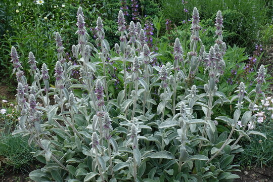 Florescence of Stachys byzantina in mid June
