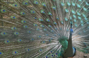 peacock with feathers