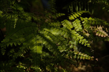 green fern leaf