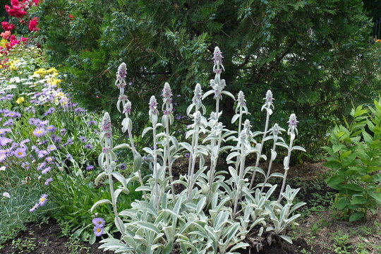 Flower spikes of Stachys byzantina in mid June